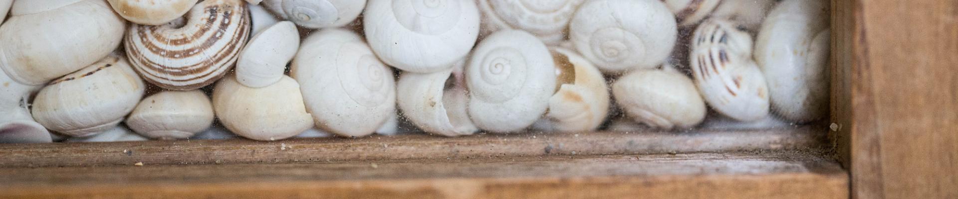 Schneckenh&auml;user